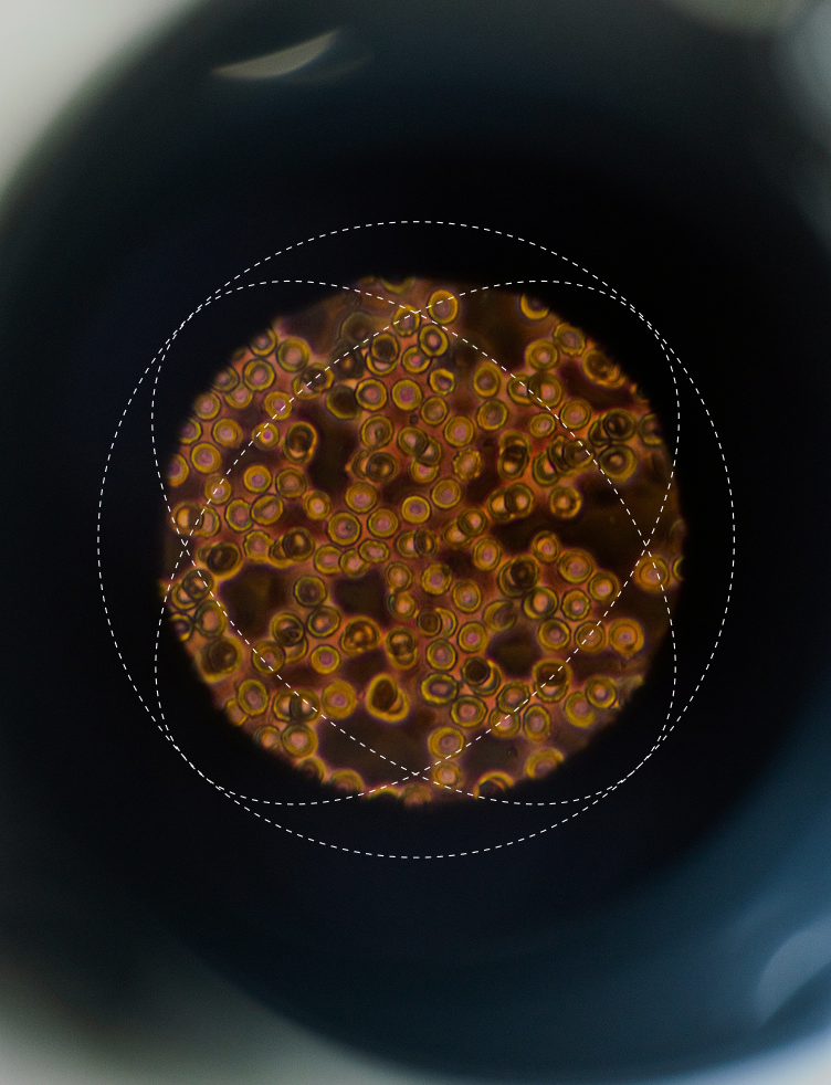 Microscopy of translucent cells with intersecting data paths